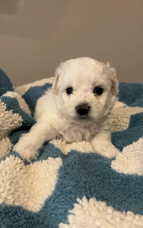 Benny