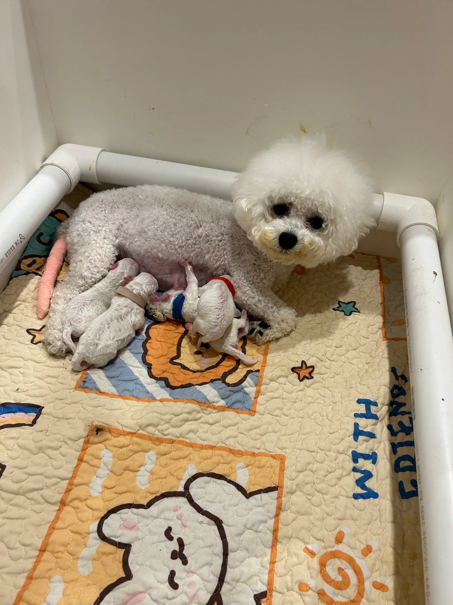 Sophia’s litter