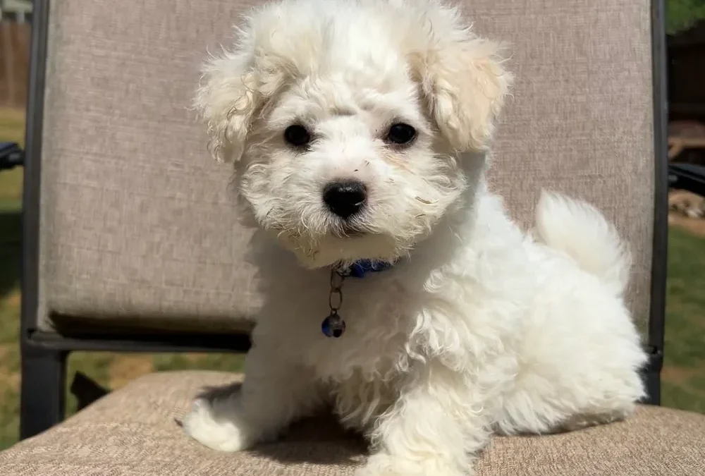 Bobby
